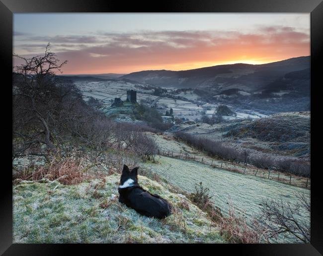 Gelert watching the sunrise Framed Print by Rory Trappe