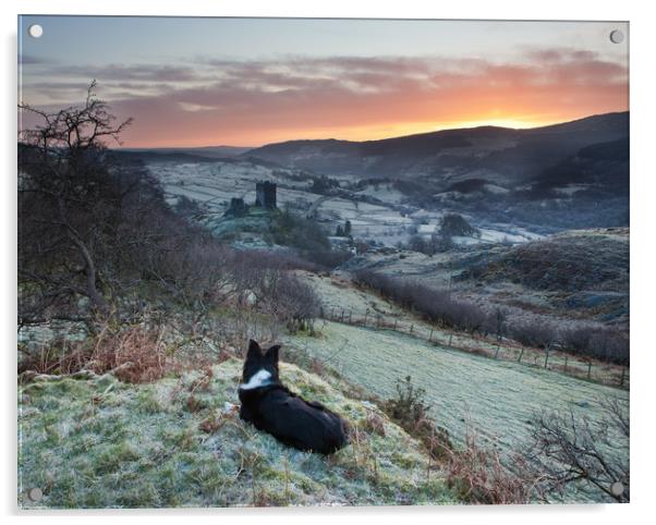 Gelert watching the sunrise Acrylic by Rory Trappe