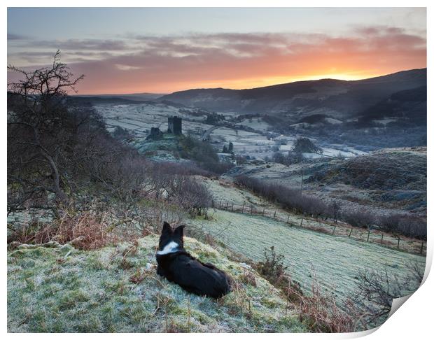 Gelert watching the sunrise Print by Rory Trappe