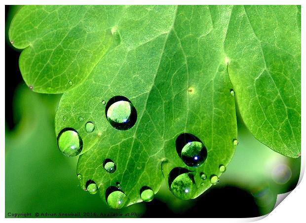 Aquilegia leaf and rain drops Print by Adrian Snowball