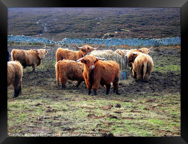 Wee Hieland coo beasties Framed Print by Rhonda Surman