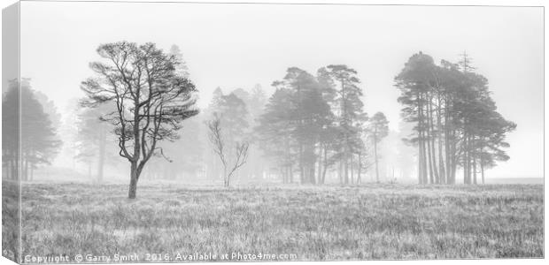Misty Trees at Loch Tulla. (mono) Canvas Print by Garry Smith
