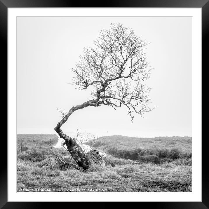 Crooked Tree. Framed Mounted Print by Garry Smith