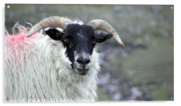 Hebridean Black Face Sheep Acrylic by Rhonda Surman
