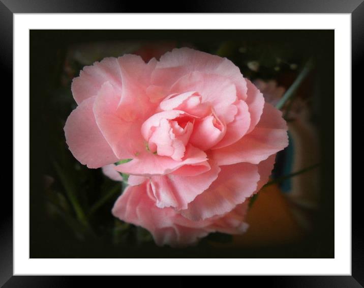 Pink Carnation. Framed Mounted Print by Heather Goodwin