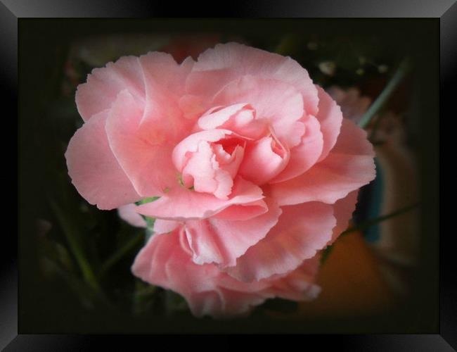 Pink Carnation. Framed Print by Heather Goodwin
