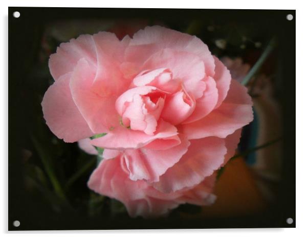 Pink Carnation. Acrylic by Heather Goodwin