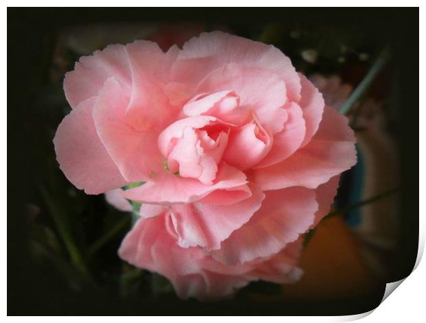 Pink Carnation. Print by Heather Goodwin