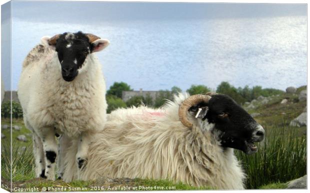 Hebridean black face sheep Canvas Print by Rhonda Surman