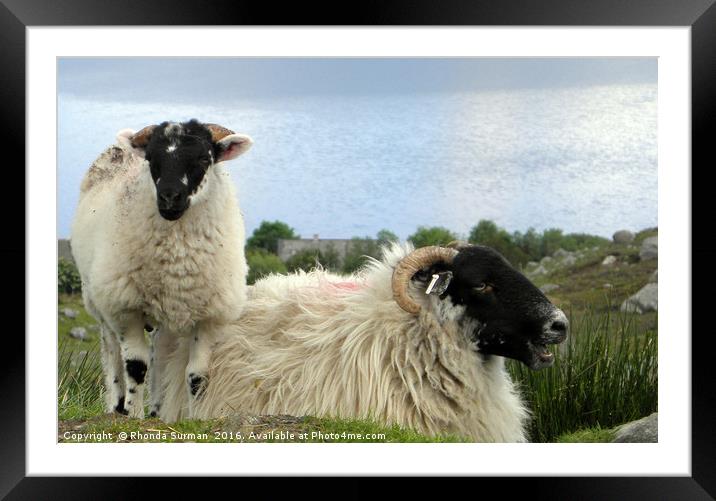 Hebridean black face sheep Framed Mounted Print by Rhonda Surman