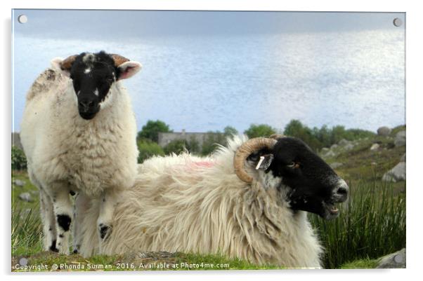 Hebridean black face sheep Acrylic by Rhonda Surman