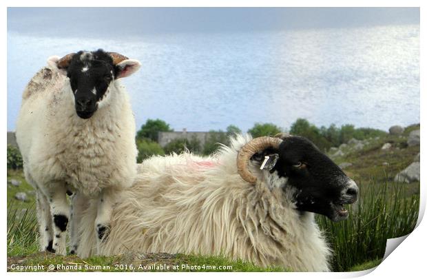 Hebridean black face sheep Print by Rhonda Surman