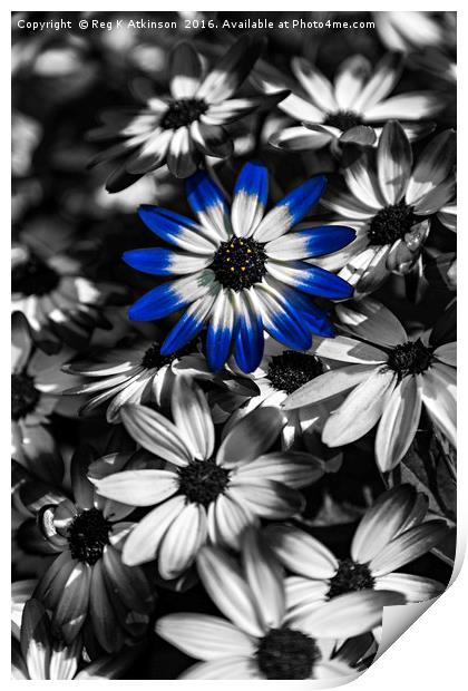 Blue Senetti Print by Reg K Atkinson