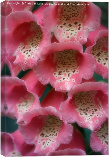 Pretty In Pink Canvas Print by Christine Lake
