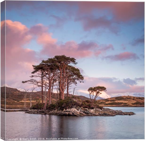 Scots Pines at Loch Assynt, Sutherland. Canvas Print by Garry Smith