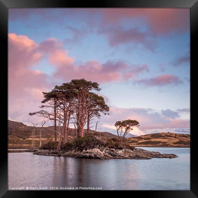 Scots Pines at Loch Assynt, Sutherland. Framed Print by Garry Smith