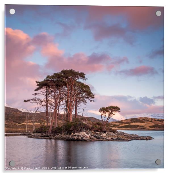 Scots Pines at Loch Assynt, Sutherland. Acrylic by Garry Smith