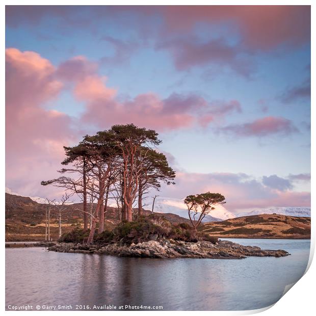 Scots Pines at Loch Assynt, Sutherland. Print by Garry Smith