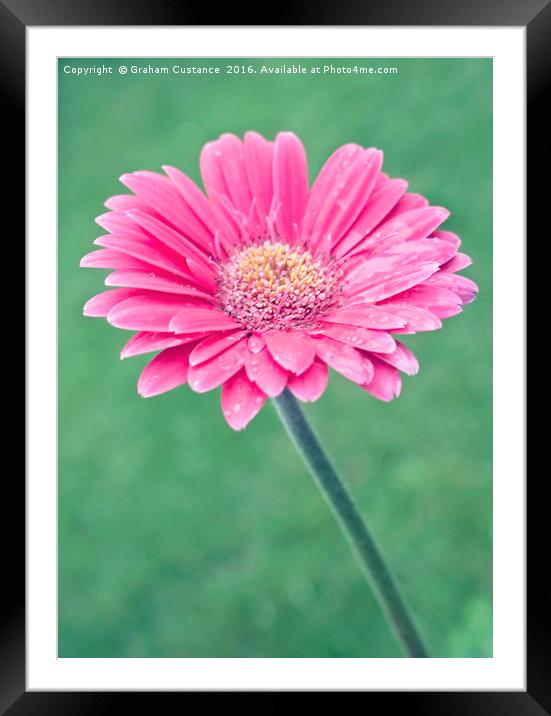 Pink Flower Framed Mounted Print by Graham Custance