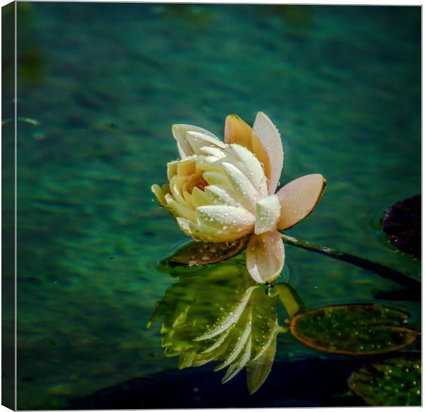 Water Lily after rain Canvas Print by Svetlana Korneliuk