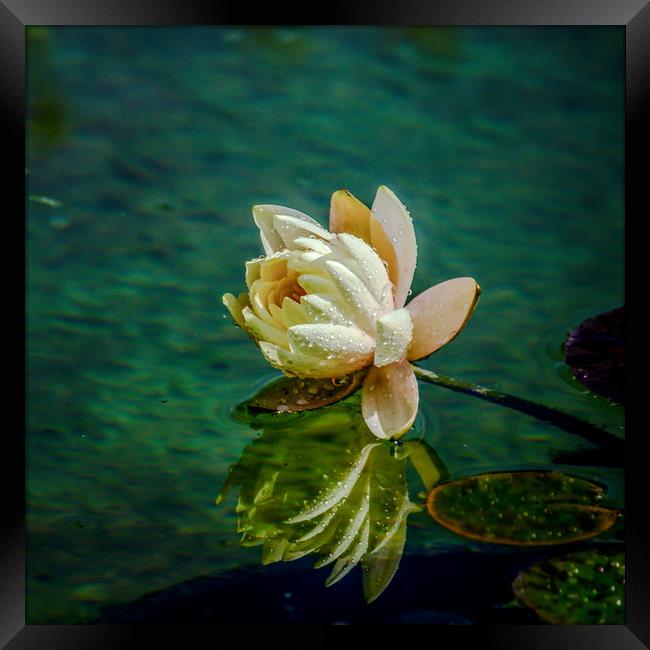 Water Lily after rain Framed Print by Svetlana Korneliuk