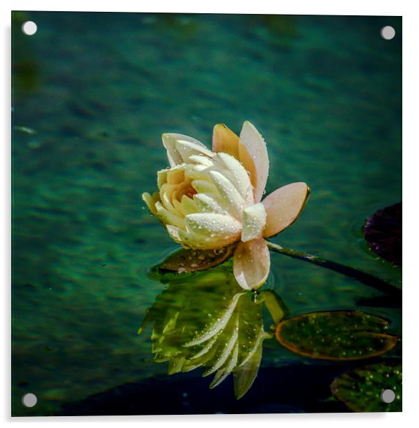 Water Lily after rain Acrylic by Svetlana Korneliuk