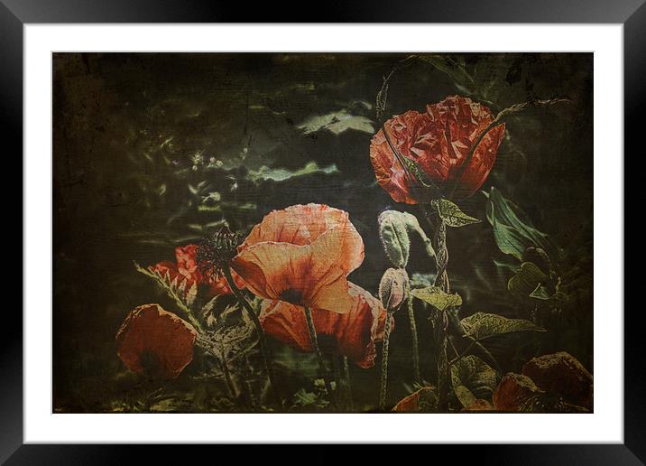 poppies Framed Mounted Print by kevin wise