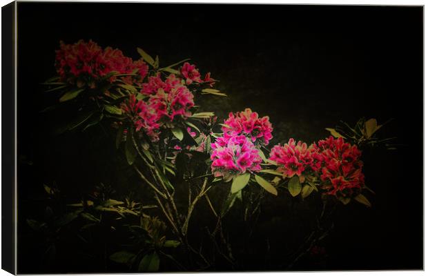    Pink and Green                                  Canvas Print by kevin wise