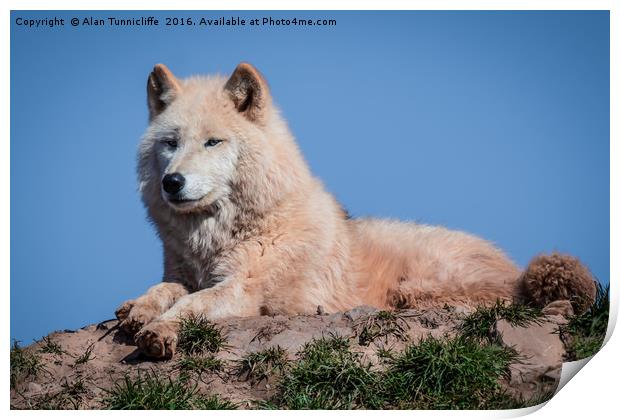 Arctic wolf Print by Alan Tunnicliffe