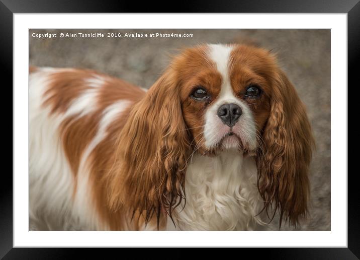 Cavalier King Charles Spaniel Framed Mounted Print by Alan Tunnicliffe