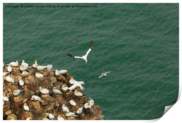 FLYING ABOVE Print by andrew saxton