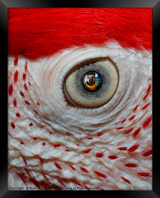 Eye delight Framed Print by Mark Cake