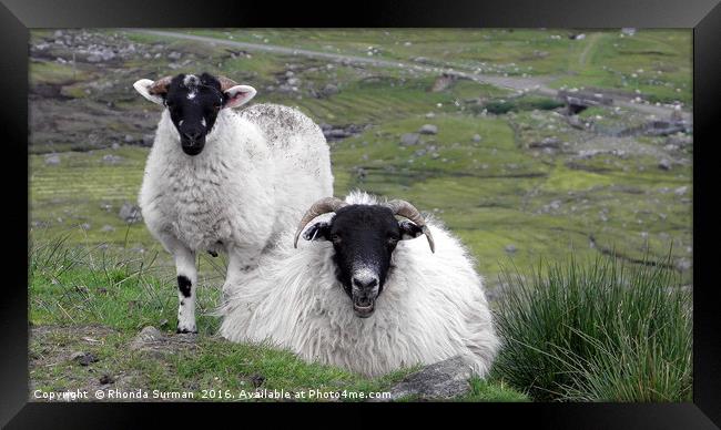Hebridean black faced sheep Framed Print by Rhonda Surman