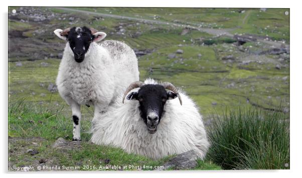 Hebridean black faced sheep Acrylic by Rhonda Surman
