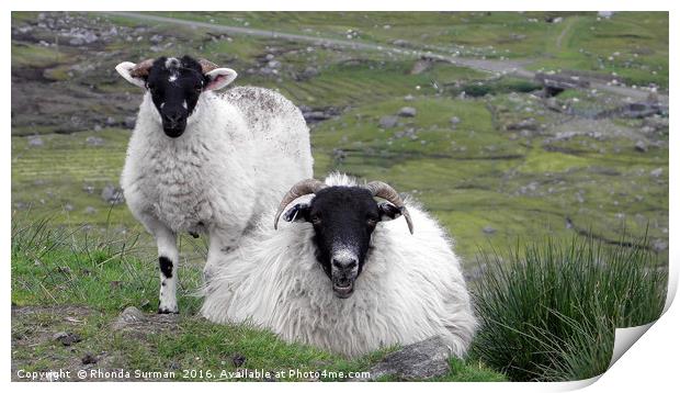 Hebridean black faced sheep Print by Rhonda Surman