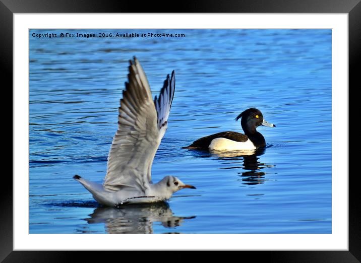Tufted duck and gull Framed Mounted Print by Derrick Fox Lomax