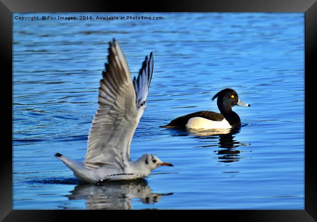 Tufted duck and gull Framed Print by Derrick Fox Lomax