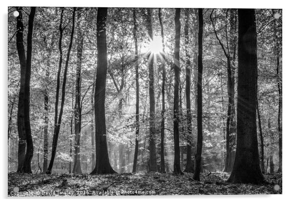Beech Wood Sunrise Acrylic by David Tinsley