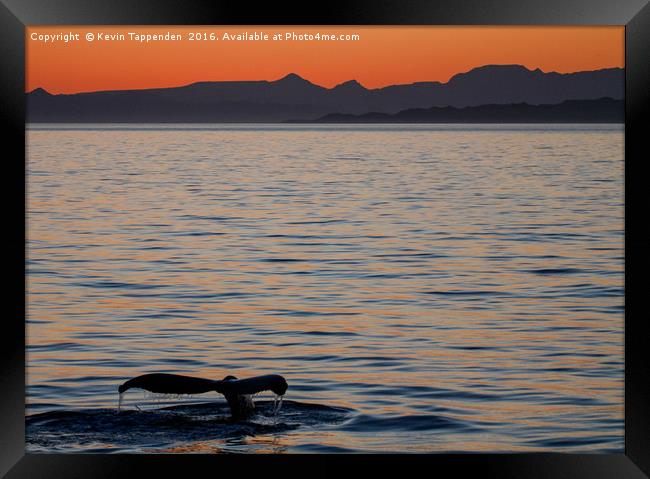 Baja Whale Sunset Framed Print by Kevin Tappenden