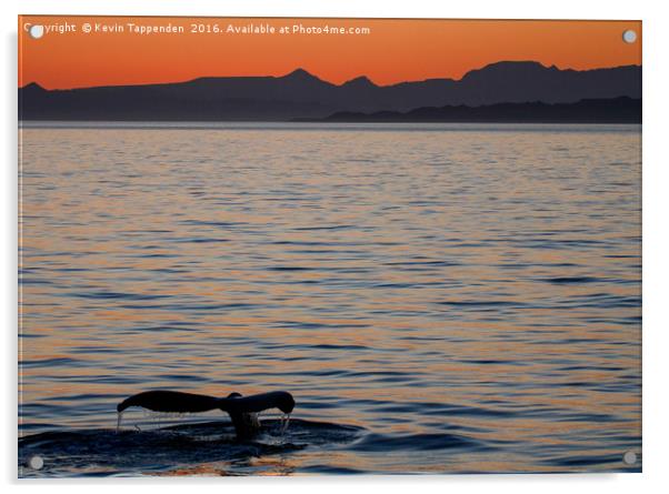 Baja Whale Sunset Acrylic by Kevin Tappenden