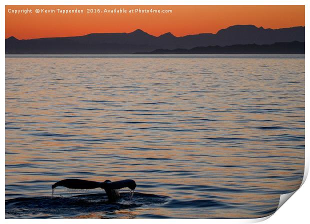 Baja Whale Sunset Print by Kevin Tappenden