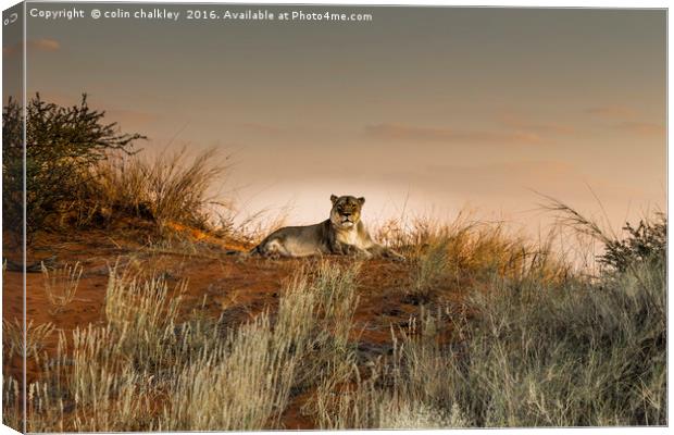 Lioness in the Last Rays of the Sun Canvas Print by colin chalkley