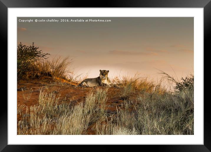 Lioness in the Last Rays of the Sun Framed Mounted Print by colin chalkley