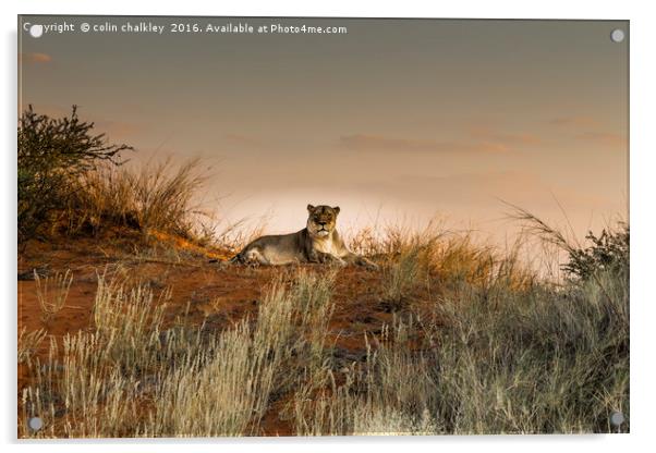 Lioness in the Last Rays of the Sun Acrylic by colin chalkley