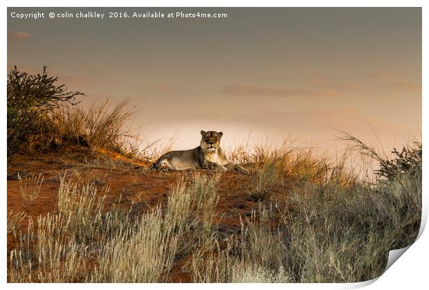 Lioness in the Last Rays of the Sun Print by colin chalkley