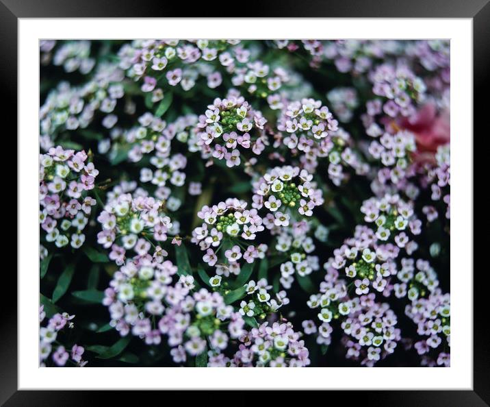 Detail of tiny white flowers growing in an english Framed Mounted Print by Liam Grant