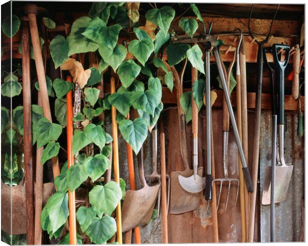Hedra Ivy growing among gardening tools in a shed. Canvas Print by Liam Grant