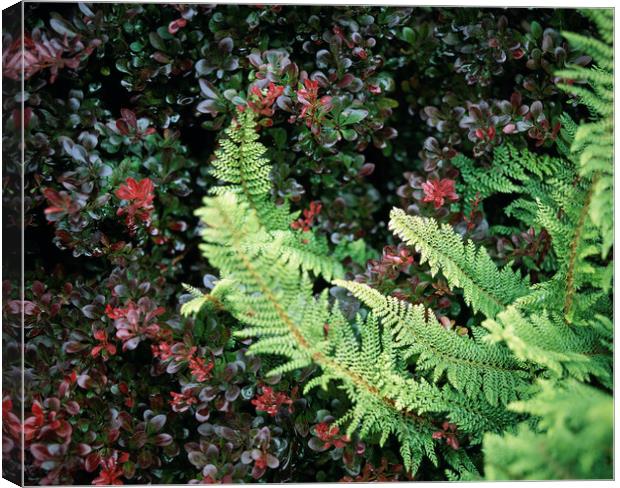 Fern growing in an english garden. UK. Canvas Print by Liam Grant