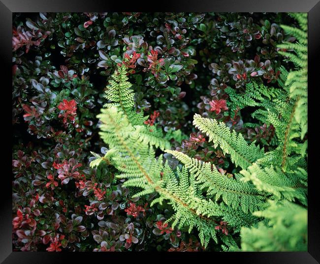 Fern growing in an english garden. UK. Framed Print by Liam Grant