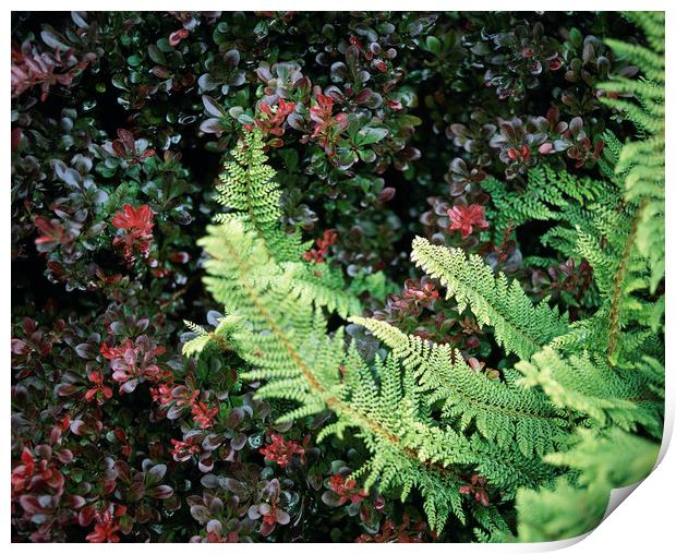 Fern growing in an english garden. UK. Print by Liam Grant